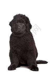 黑纽芬兰小狗毛皮棕色警报哺乳动物白色宠物主题家畜黑色犬类图片