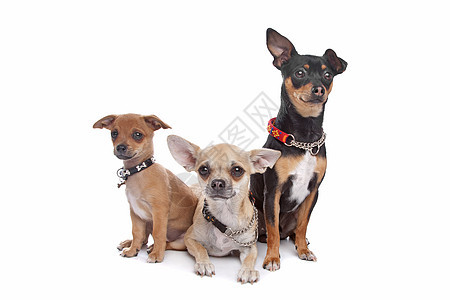 三只吉娃娃狗宠物朋友们哺乳动物动物小狗图片
