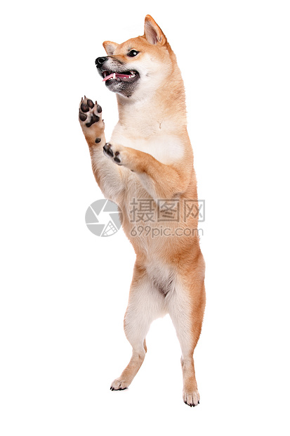 白背景面前的西叶拔因纽狗柴犬红色小型犬宠物猎狗诡计哺乳动物犬类小草丛动物图片