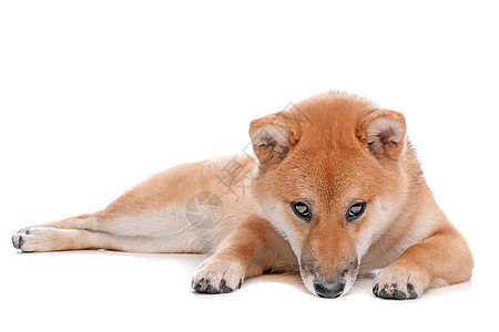 白背景面前的西叶拔因纽狗小型犬犬类小草丛哺乳动物宠物红色猎狗柴犬动物图片