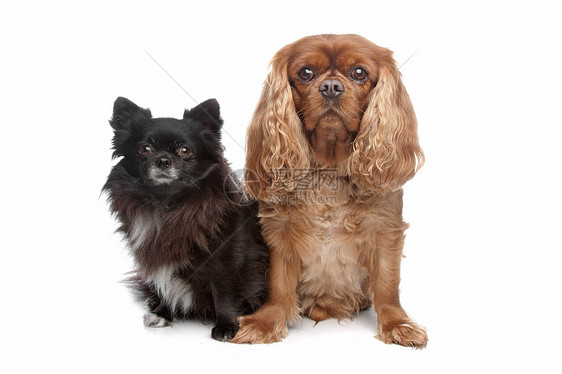 查尔斯斯帕尼尔和黑吉娃娃工作室哺乳动物混种黑色犬类夫妻朋友们猎犬动物图片