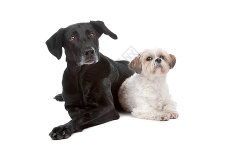 两只混合品种狗笨蛋脊椎动物生物哺乳动物短发犬类宠物友谊小狗守护图片