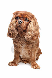 查尔斯斯帕尼尔骑士王棕色犬类动物哺乳动物工作室猎犬混种图片