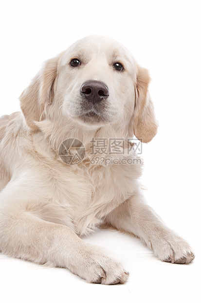 黄金寻金犬宠物动物哺乳动物图片