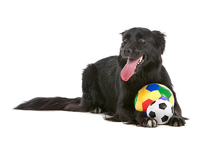 边境牧羊犬家畜白色牧羊犬纯种狗动物牧羊人羊犬玩具犬类哺乳动物图片