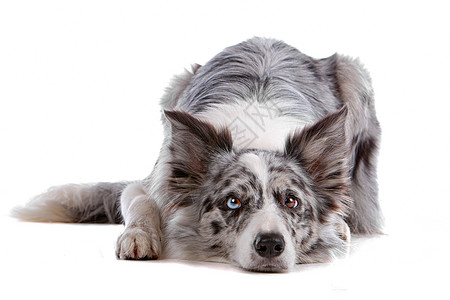 边境牧羊犬陨石脊椎动物白色犬类牧羊犬哺乳动物家畜羊犬牧羊人纯种狗图片