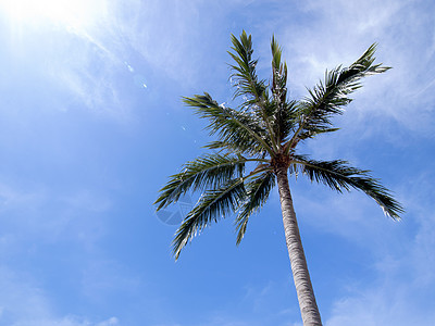 蓝天空的椰子树游客白色棕榈孤独假期情怀旅行晴天日落娱乐图片