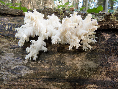 美味的可食用白蘑菇林地植物真菌毒菌森林胡须植物群木头孢子冰柱图片