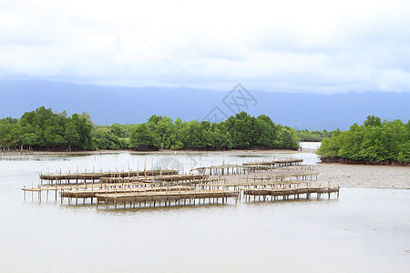 泰国壳鱼养殖场旅行牡蛎入口海景海洋热带风景贝类渔业航海图片