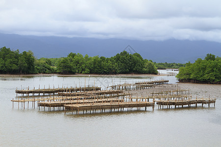 泰国壳鱼养殖场入口海景牡蛎热带航海海洋风景旅行渔业渔夫图片