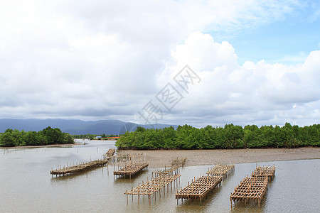 泰国壳鱼养殖场海洋牡蛎入口风景贝类漂浮海景渔夫航海渔业图片