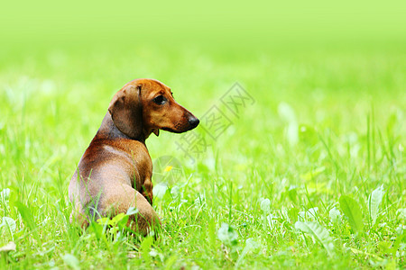 在草地上浸泡爪子照片哺乳动物标签衣领咀嚼棕色冒充背景软盘图片
