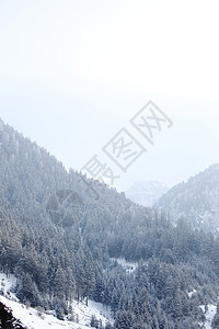 积雪中的森林天气全景旅行气候首脑天空童话木头阳光太阳图片