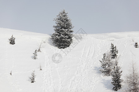 积雪中的森林降雪阳光首脑天气童话照明树木气候场景全景图片