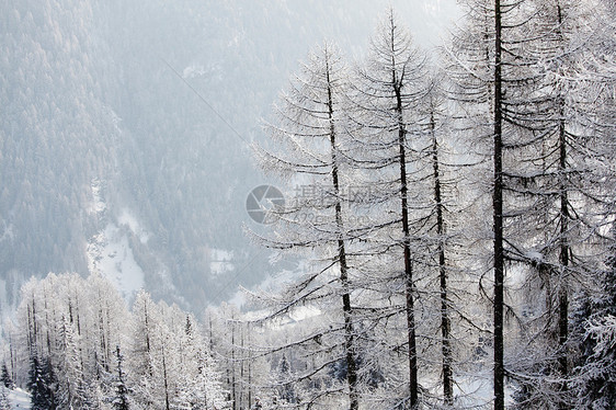 积雪中的森林环境太阳高地蓝色全景树木天空场景降雪气候图片