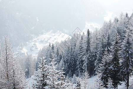 积雪中的森林天空气候季节木头蓝色照明首脑环境太阳童话图片