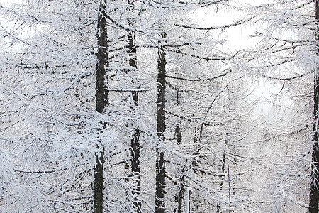 积雪中的森林天空木头环境场景阳光太阳树木童话降雪照明图片