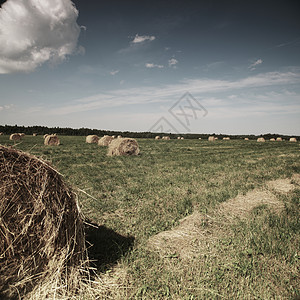 夏季田地的滚干草堆饲料食物农场场地收获蓝色国家收成谷仓喂养图片