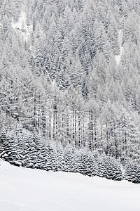 积雪中的森林天空树木照明蓝色童话旅行首脑全景高地公园图片