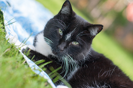 黑猫说谎哺乳动物猫科动物黑色毛皮胡须短发宠物图片