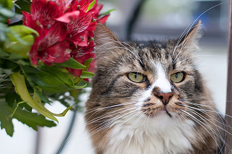 带条纹的猫和花束图片