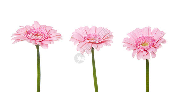 粉红色细粉色斑马拉植物白色花朵图片