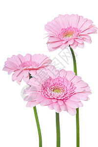 粉红色细粉色斑马拉花朵白色植物图片