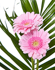 粉红色细粉色斑马拉白色花朵植物图片