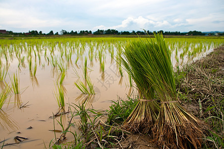 绿稻田农村生长草地季节农田热带场地种子食物谷物图片