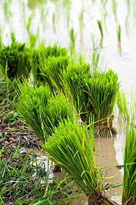 绿稻田农场食物热带场地植物草地粮食种子农田金子图片