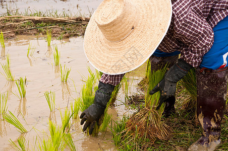 在稻田种植大米的农耕者食物农场文化补种工作土地农业传统季节天空图片