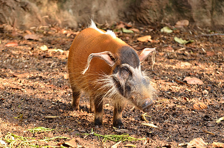 红色河猪 非洲野生生物图片