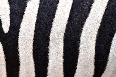 Zebra 斑马皮肤的外观图片