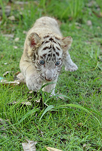 白黄虎宝宝婴儿灭绝生物丛林老虎国王蓝色热带食肉眼睛图片
