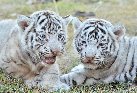 白老虎婴儿毛皮野猫灭绝国王猫科老虎生物食肉幼兽荒野图片