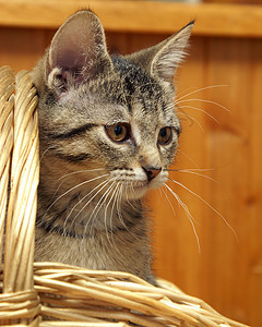 篮子里的猫伴侣婴儿哺乳动物虎斑小猫柳条灰色展示猫咪条纹图片