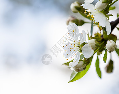 春季bokeh公园李子宏观花园植物花瓣背景天空植物群季节图片