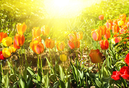 彩色全郁金花魔法土壤烟火小路场地树叶橙子花坛阳光院子图片