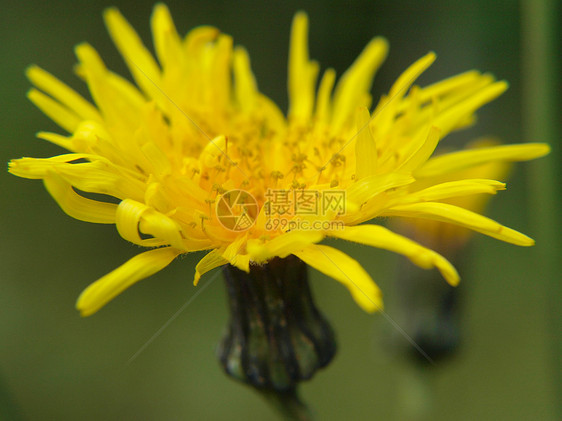 向绿色方向特写黄色的花朵太阳宏观天气草本植物日落植物生活环境阳光叶子图片