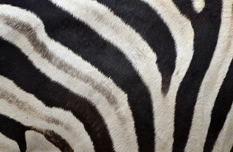 斑马皮肤模式动物群推介会动物打印头发线条荒野白色毛皮黑色图片