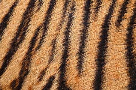 老虎皮肤宏观材料毛皮棕色动物园风格头发墙纸豹属皮革图片