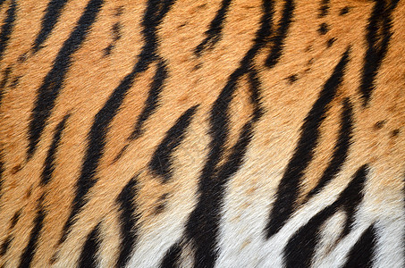 老虎皮肤头发皮革黑色宏观丛林黄色豹属动物园白色荒野图片