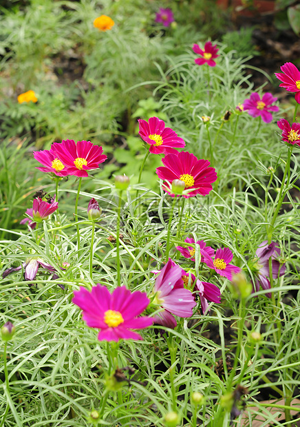 粉红色花花瓣紫色场地婚礼宏观生活公园雏菊花园植物图片