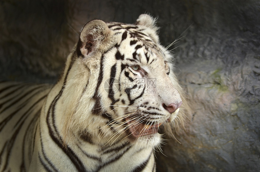 白老虎白色野生动物捕食者眼睛条纹荒野猫科动物危险老虎毛皮图片