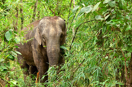亚洲象食草丛林濒危哺乳动物热带动物树叶荒野力量野生动物图片