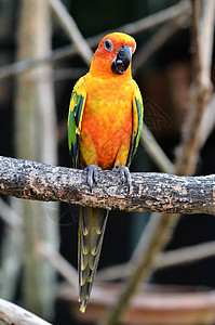 太阳卷尾鹦鹉绿色尾巴情调动物园热带濒危荒野羽毛红色绿翅图片