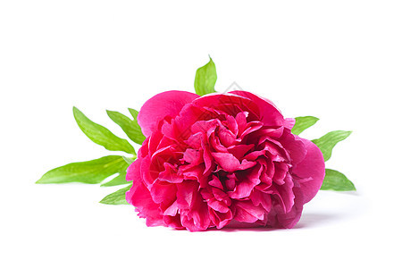 Fuchsia 童话美丽宏观脆弱性植物红色礼物玫瑰白色粉色紫红色图片