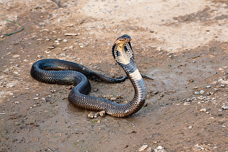 眼镜蛇野生动物照片来源栖息地环境岩石白色动物阳光爬虫图片