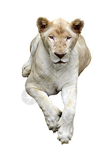 白狮子说谎动物园濒危异国捕食者场地野生动物猫科食肉白色图片