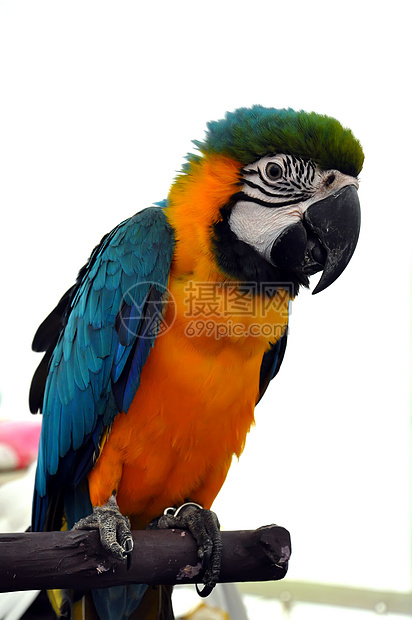 Macaw 鹦鹉丛林蓝色微笑宠物羽毛栖息翅膀小路金刚鹦鹉鸟类图片